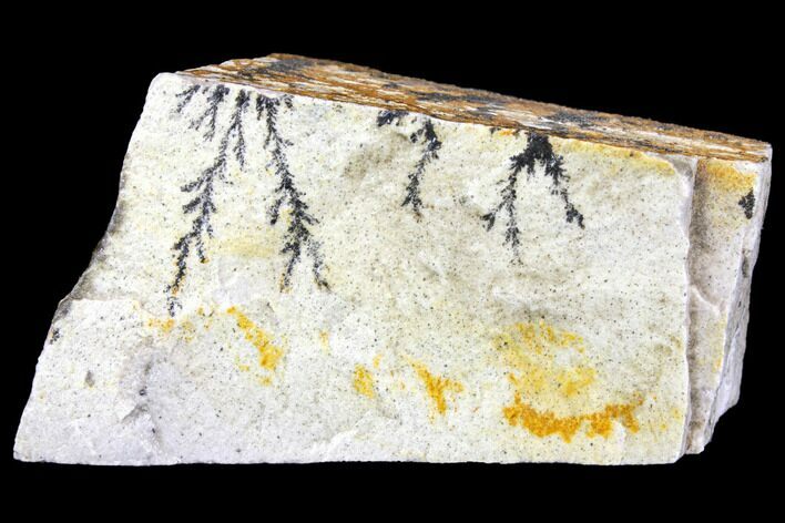 Dendrites On Limestone - Utah #150464